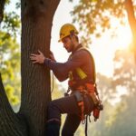 Tree Surgeon